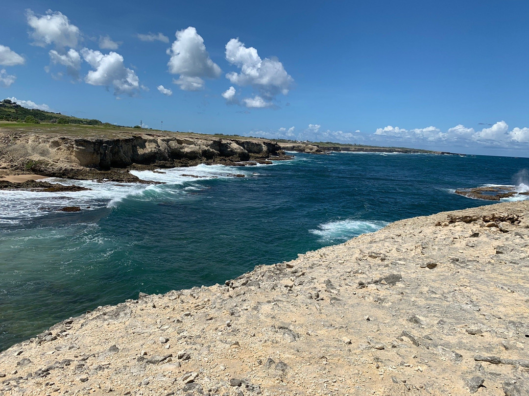 Coconut Tours-布里奇顿必去景点