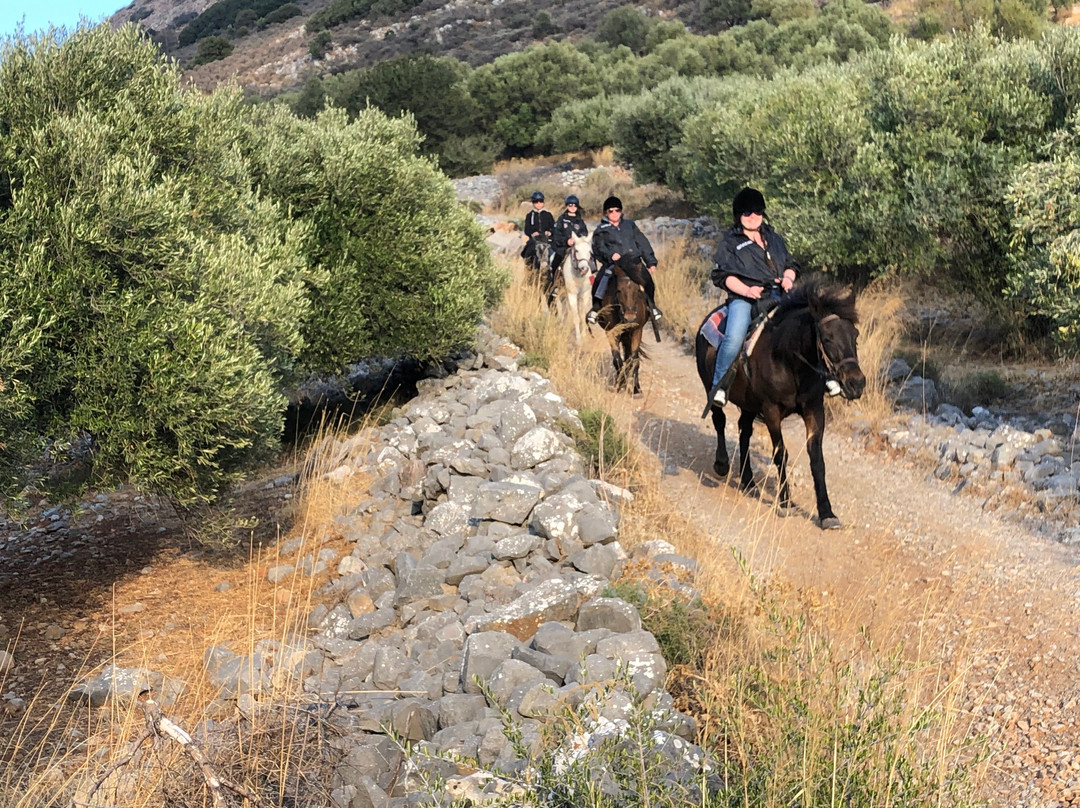 Fourni Horses-Fourni必去景点