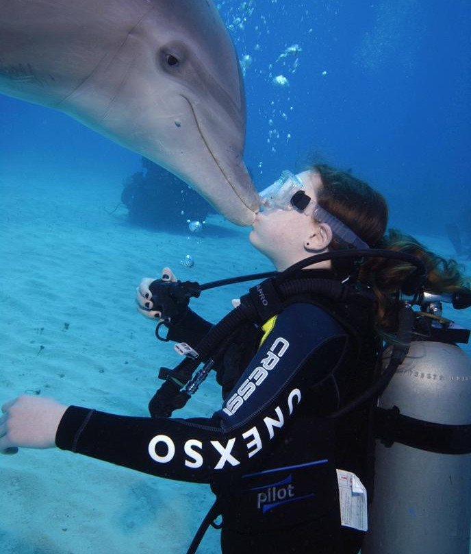 海豚表演-弗里波特必去景点