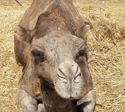 Morocco safety miles Tours-非斯必去景点