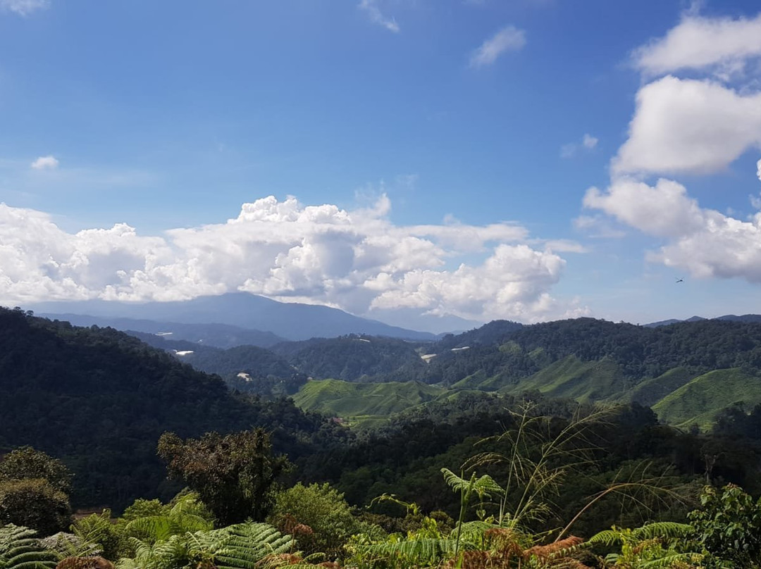 Cameron Highlands Trail No. 10景点图片