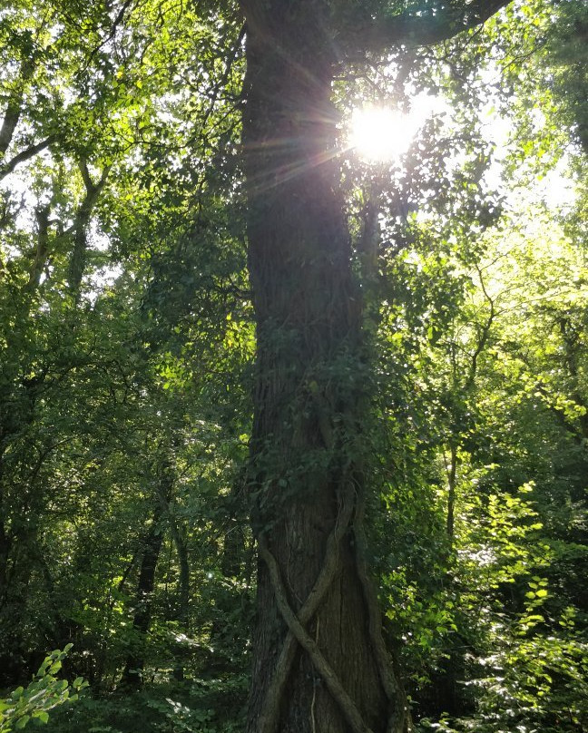 RSPB Swell Wood Nature Reserve-汤顿必去景点