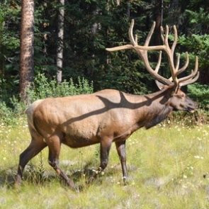 Elk Meadow Picnic Area景点图片