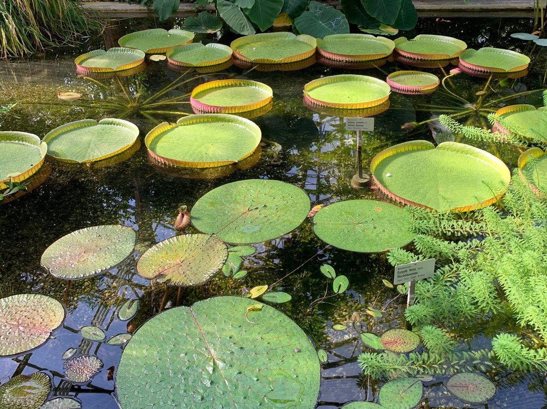 Botanical Garden景点图片