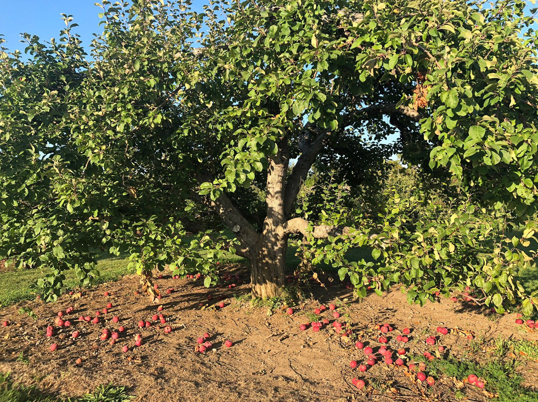 Mountain Orchards景点图片