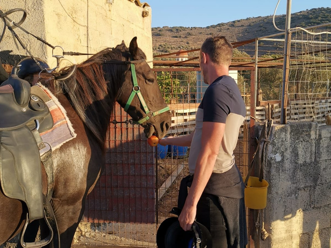 Fourni Horses-Fourni必去景点