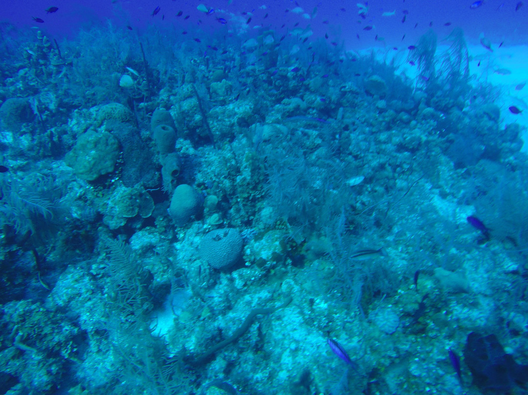 Sea Garden Centro De Buceo-圣安德烈斯必去景点