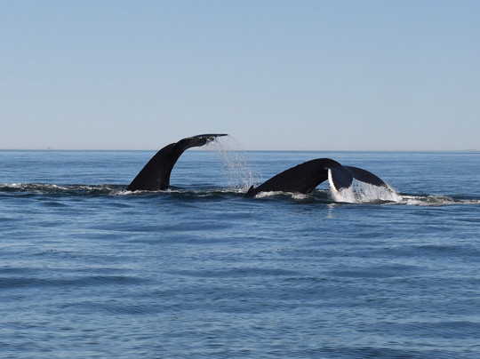Croisières Neptune-Les Escoumins必去景点