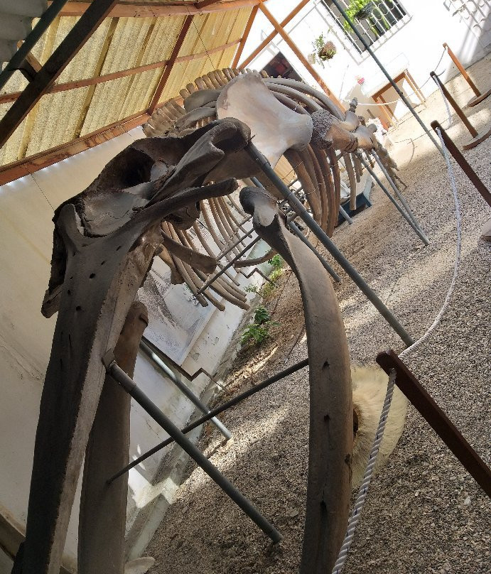 Museo de las Ballenas-萨利纳斯必去景点