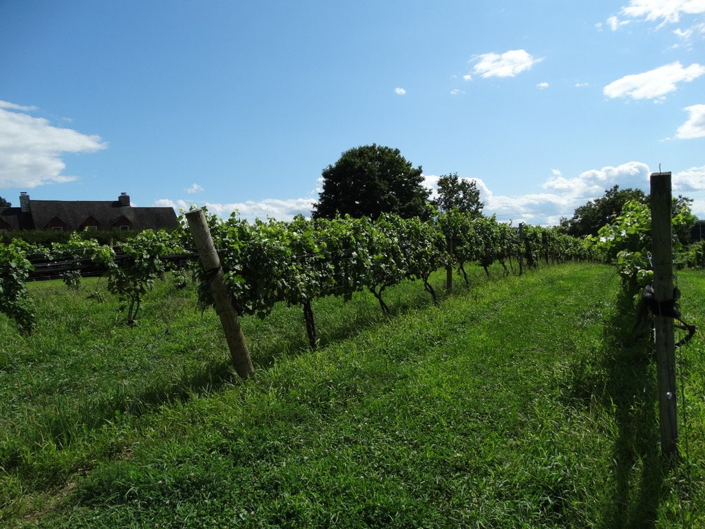 Whitecliff Vineyard & Winery景点图片