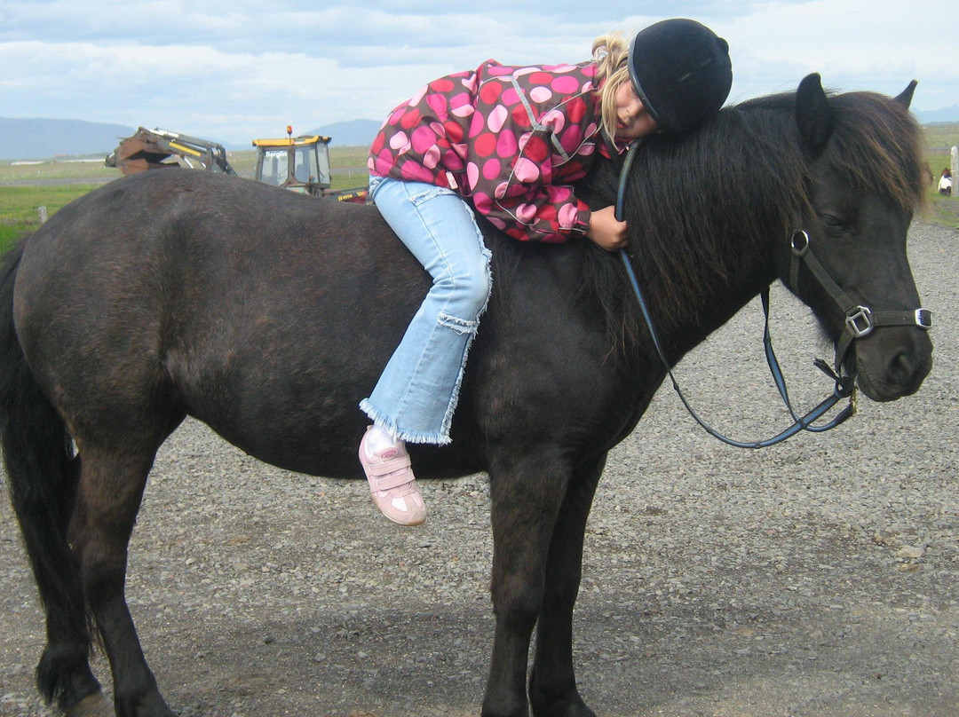 GobbiGobb Horse Center-Stokkseyri必去景点