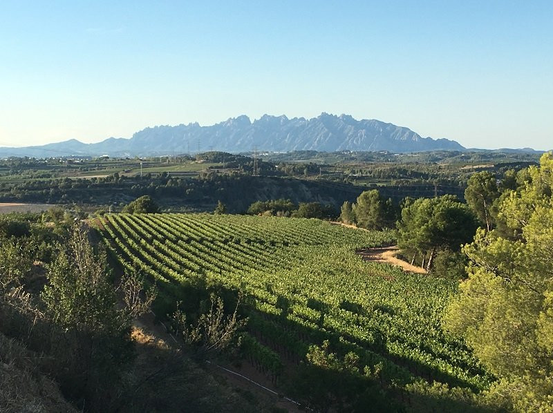 Torello Viticultors景点图片