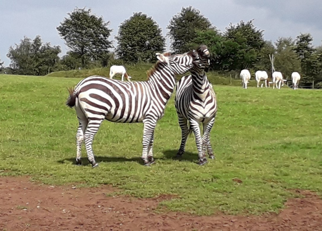 Fota Wildlife Park景点图片