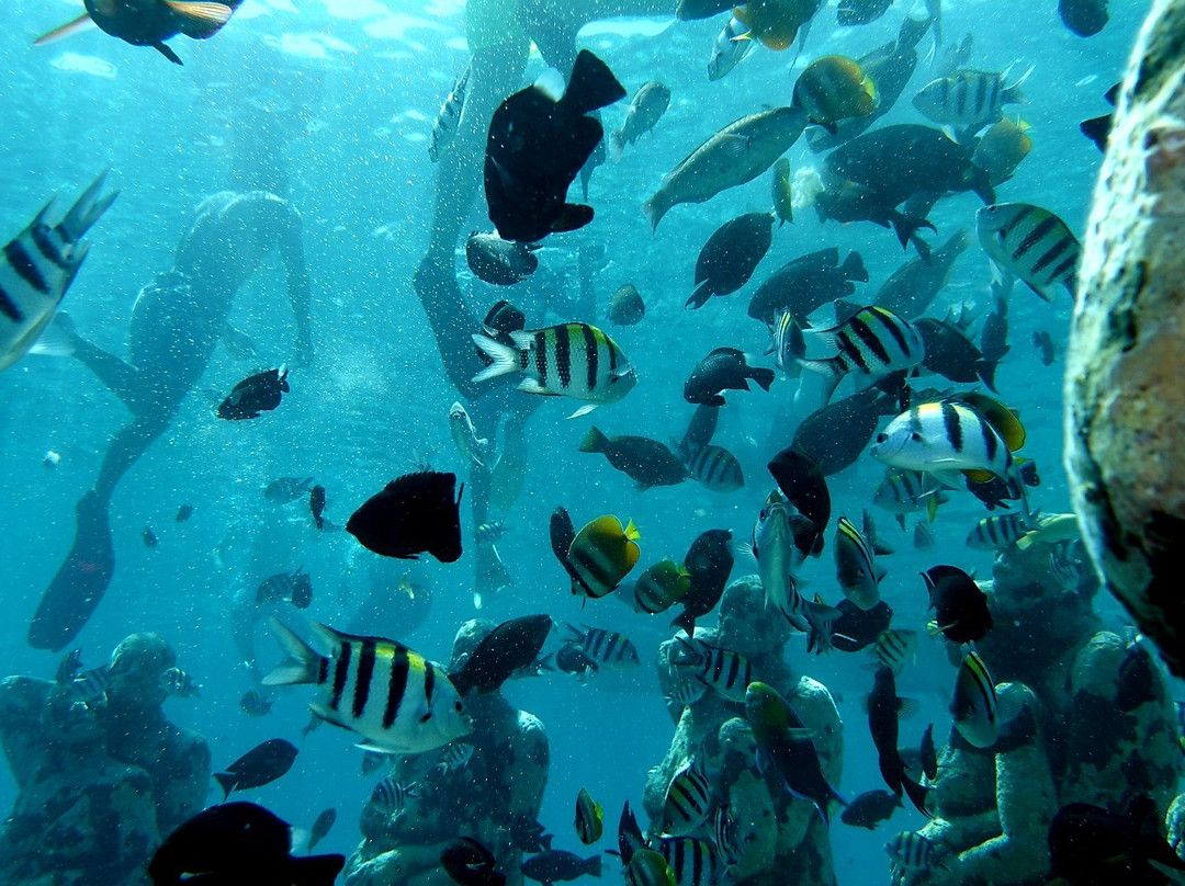 Blue Coral Diving-Senggigi必去景点