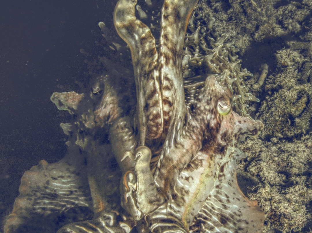 SEA RAJA SCUBA-是拉差必去景点