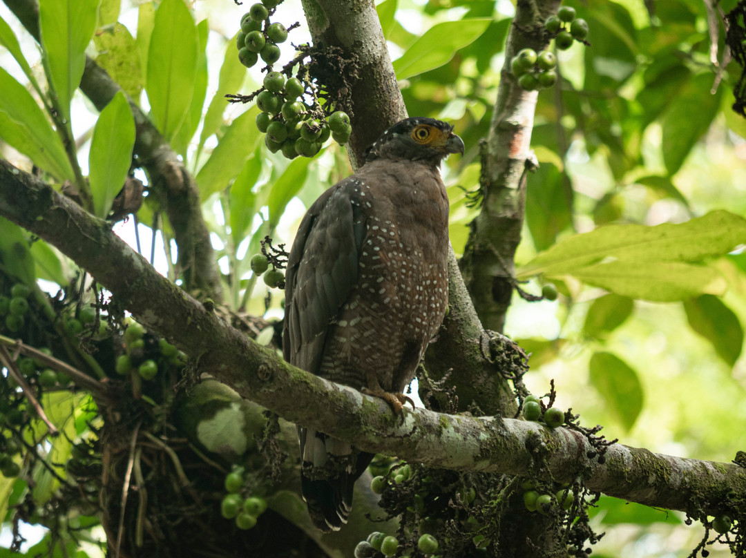 比利特雨林旅舍主图