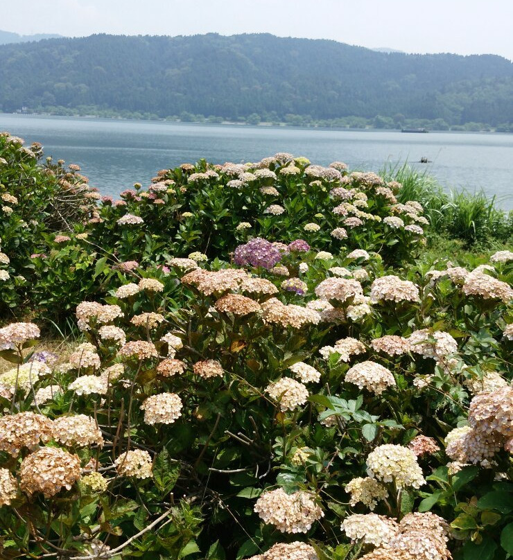 Lake Yogo-长滨市必去景点