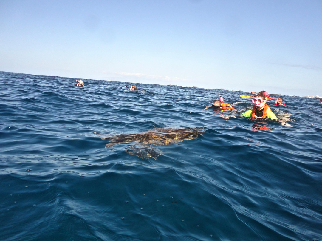 Sea Adventure Dive Club Tenerife-Palm-Mar必去景点