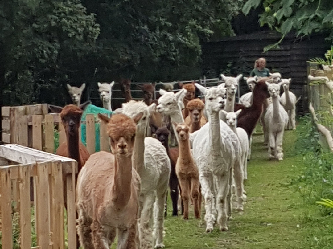 Hilly Ridge Alpacas-Wattisham必去景点