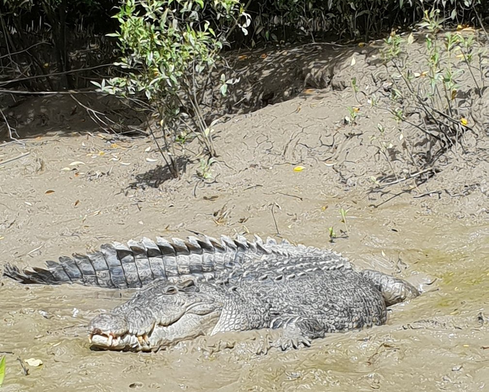 Whitsunday Crocodile Safari景点图片