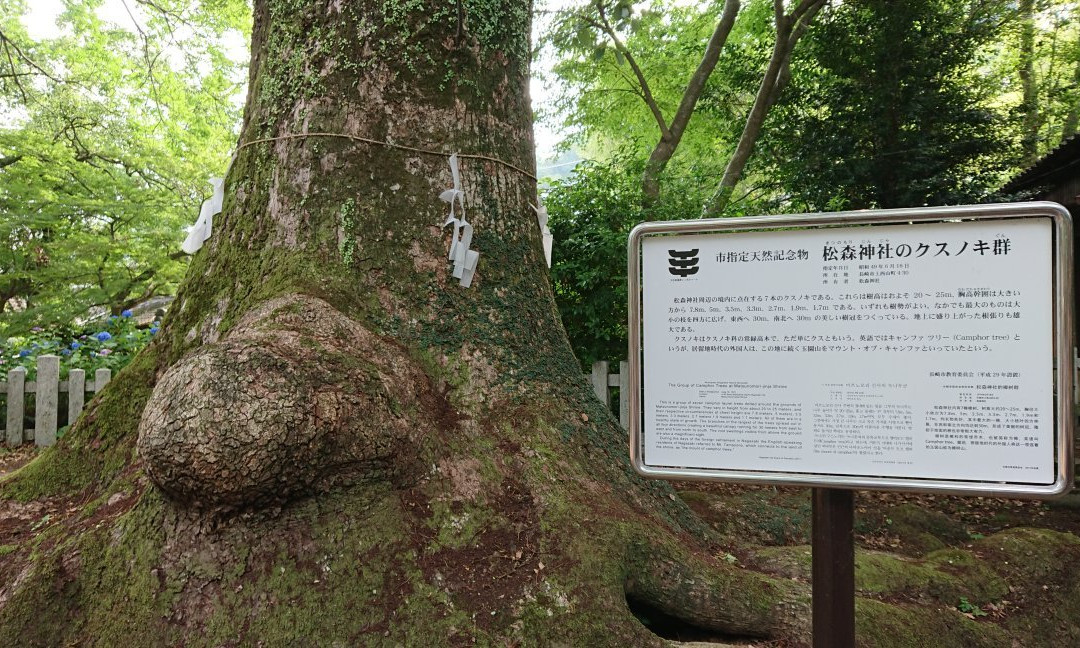 Matsumori Temmamgu Shrine-长崎市必去景点