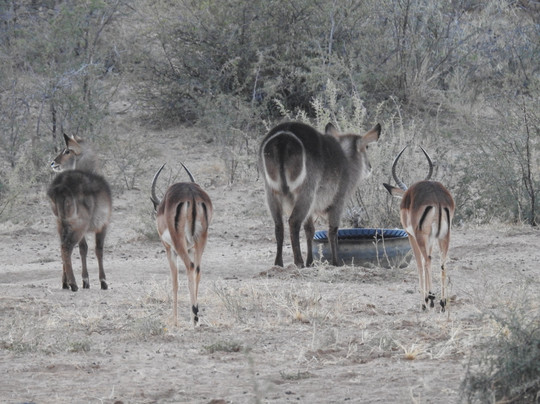 Kalahari Bush Breaks主图