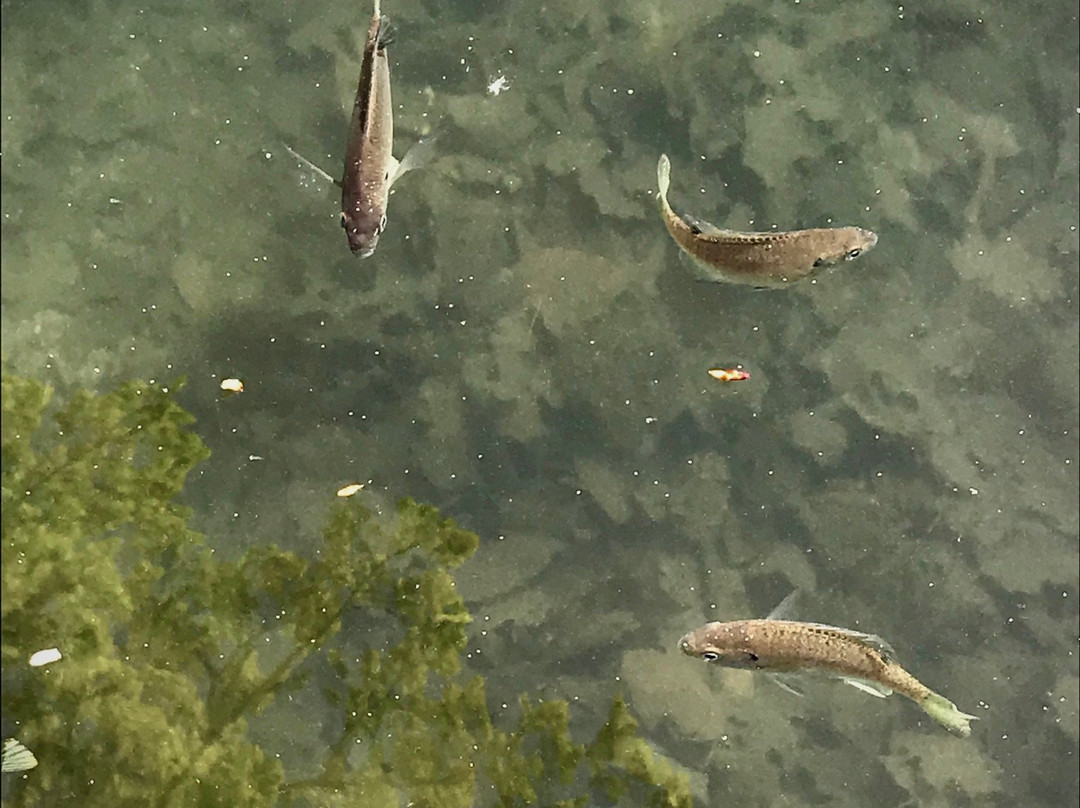 Dixon Lake Resort Motel主图