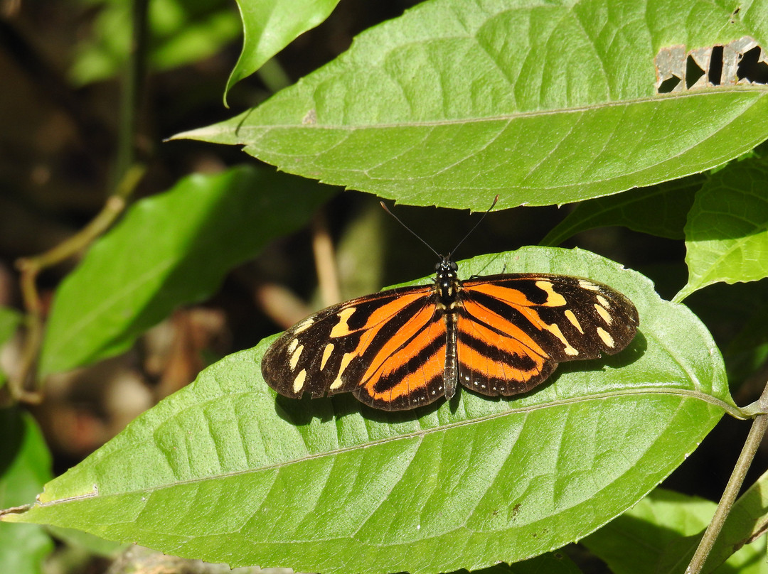 Monteverde Butterfly Garden (Jardin de Mariposas)景点图片