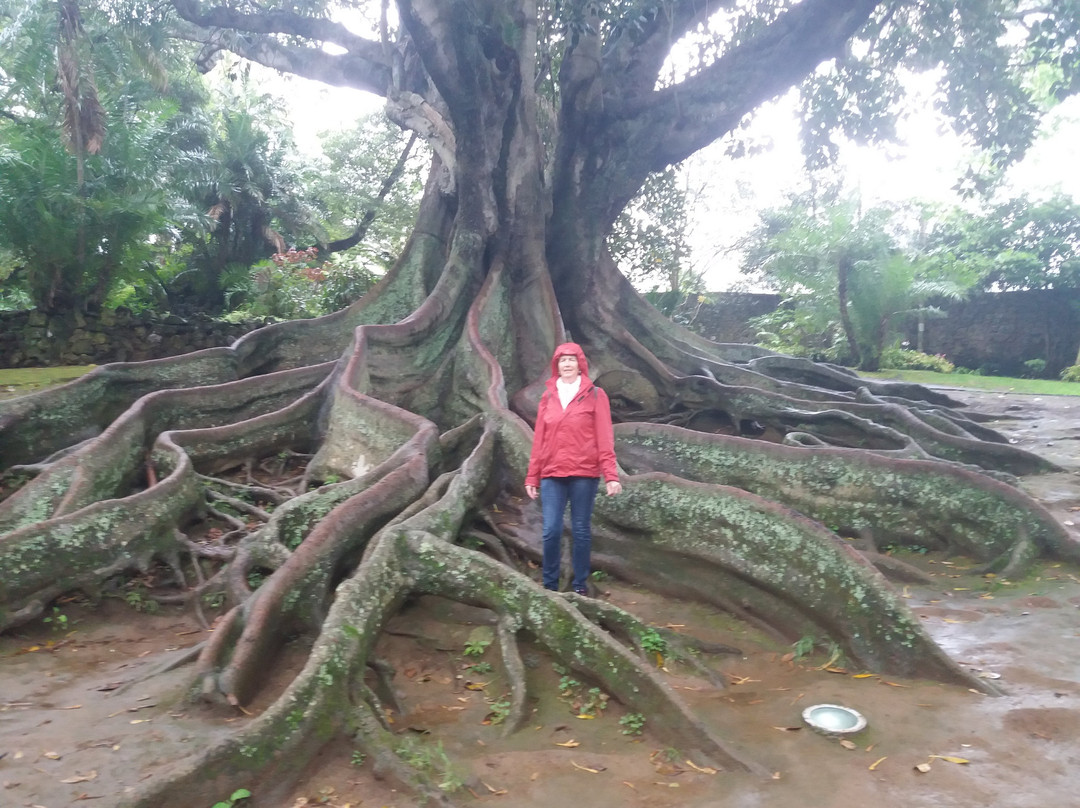 Jardim Botânico António Borges景点图片