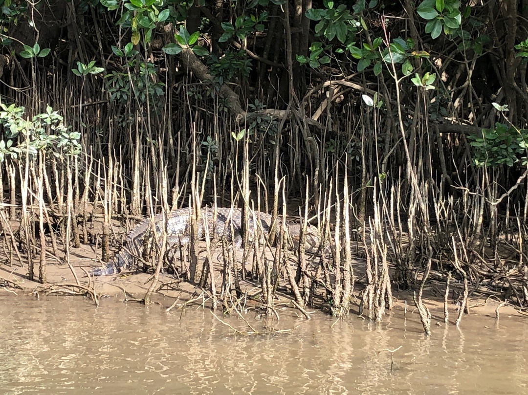 Solar Whisper Wildlife and Crocodile Cruises on the Daintree river景点图片