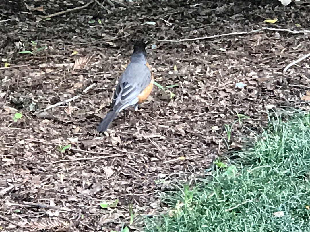 Coker Arboretum-教堂山必去景点