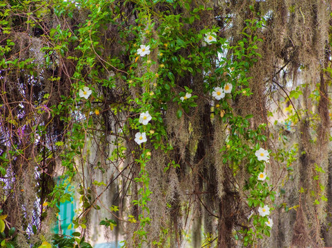 Capturing Savannah - Photography Tours-萨凡纳必去景点