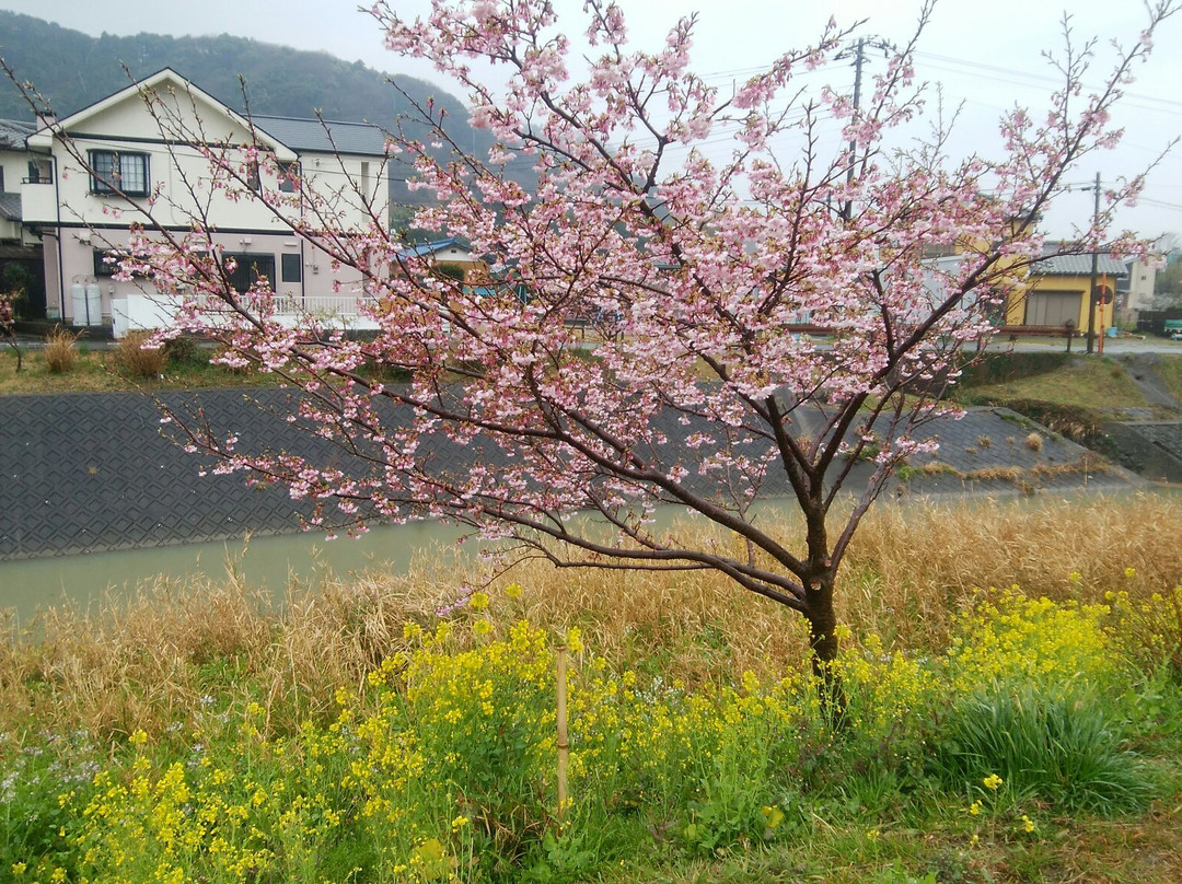 Yoritomozakura along Hodagawa River