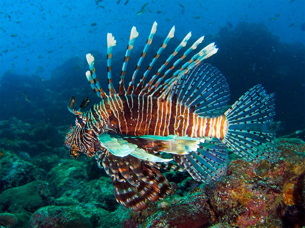 Iboih Dive Centre-Sabang必去景点