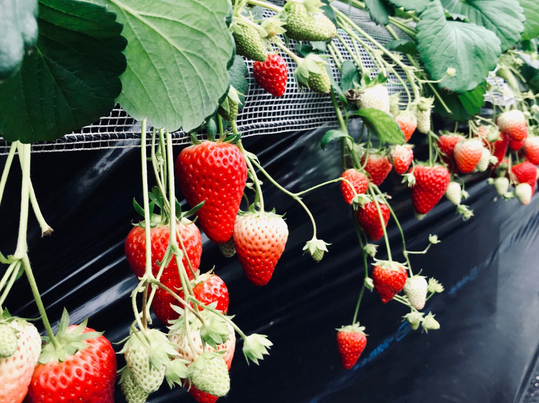 Aiba Strawberry Farm