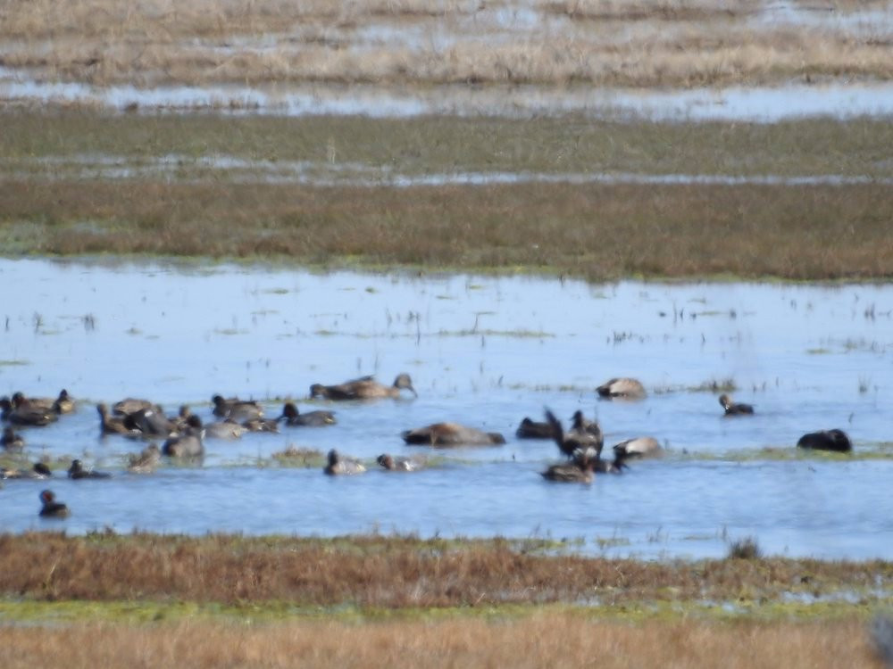 Apache Station Wildlife Viewing Area-Willcox必去景点