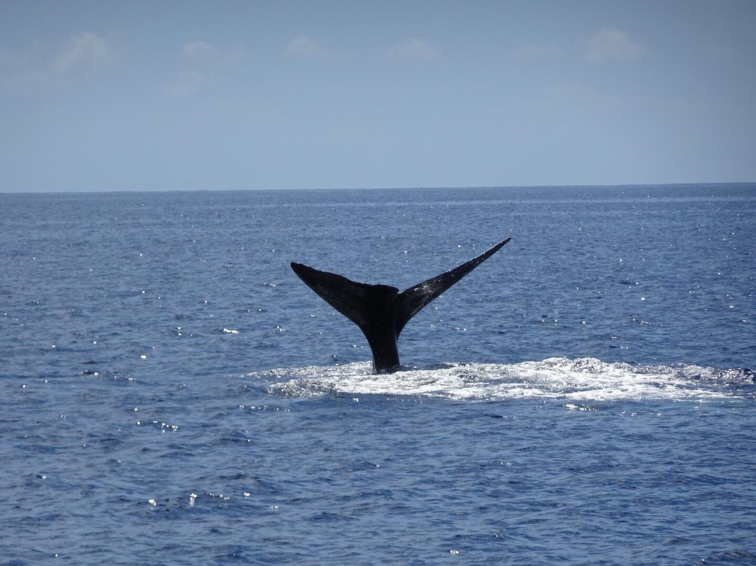 Anchorage Hotel Whale Watching-罗索必去景点