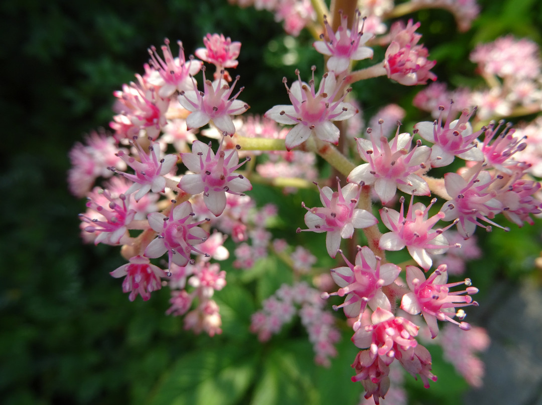 Botanische Tuin Kerkrade景点图片