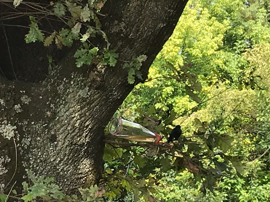 Yellowwood Cottage主图