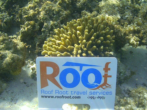 Roof Root Travel Services-赫尔格达必去景点