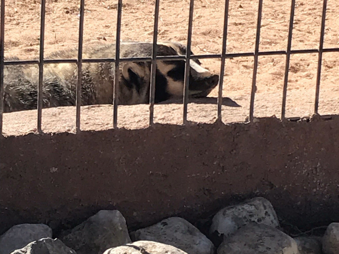 Spring River Park and Zoo-罗斯威尔必去景点