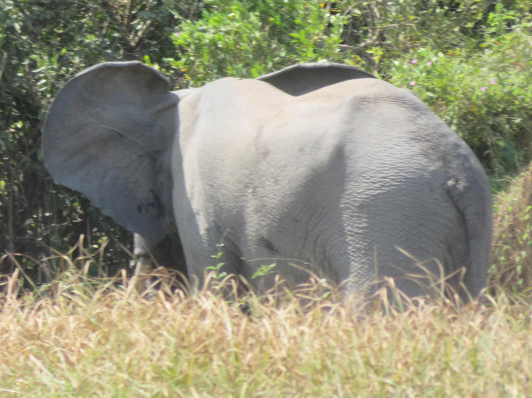 Mare aux Hippopotames景点图片