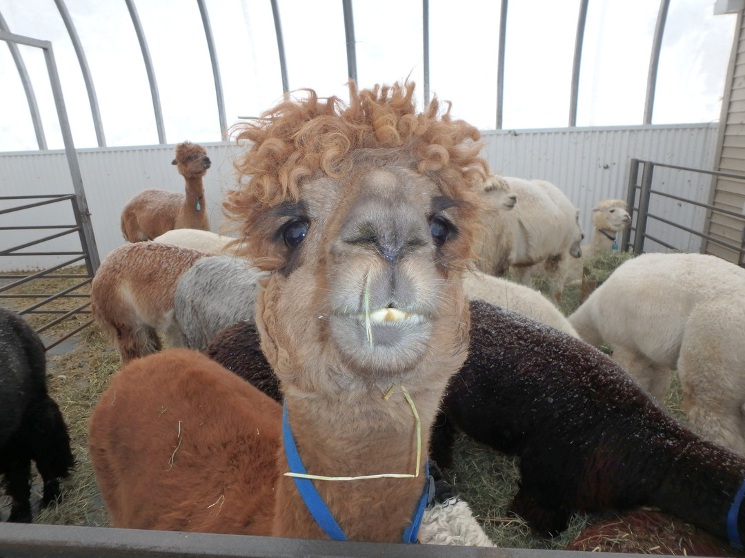 Alpagas du Domaine Poissant-Mont-Saint-Hilaire必去景点