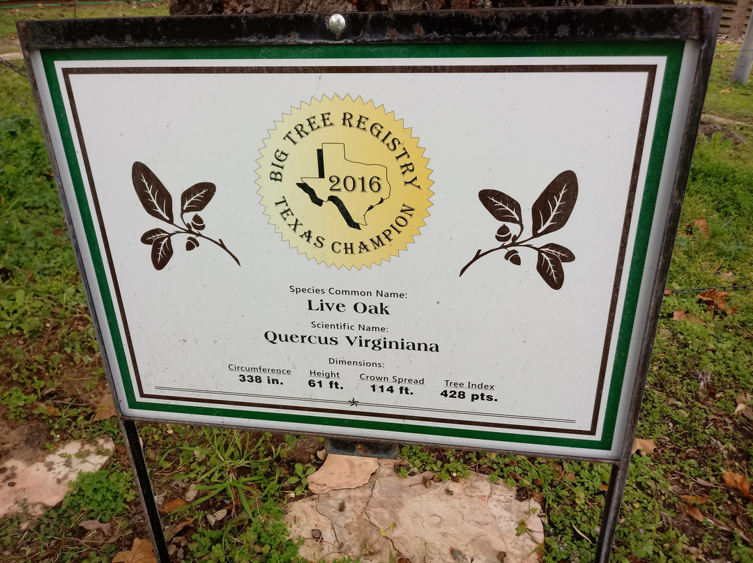 Largest Live Oak in Texas景点图片