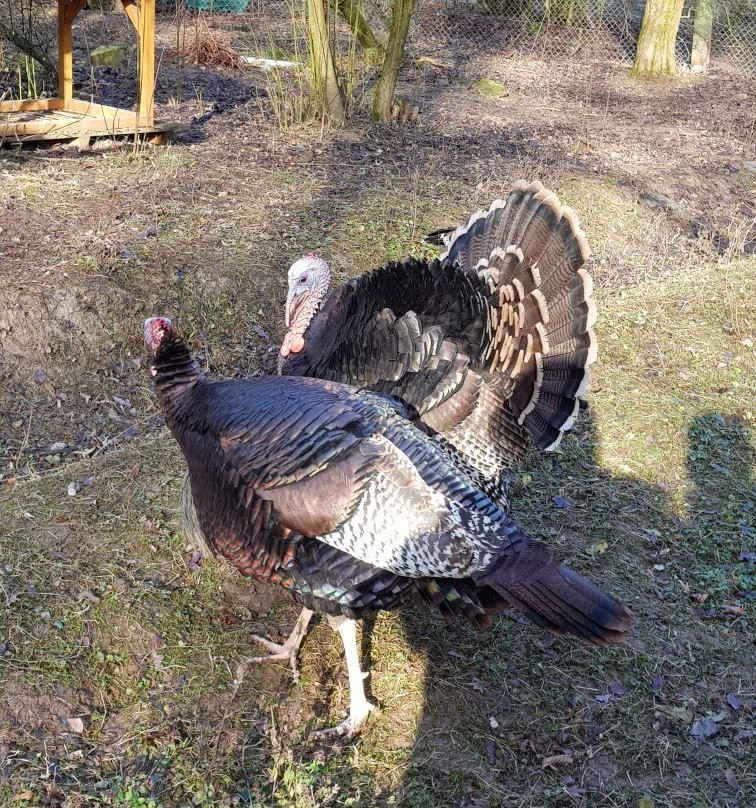 Tier- und Pflanzenpark Fasanerie-威斯巴登必去景点