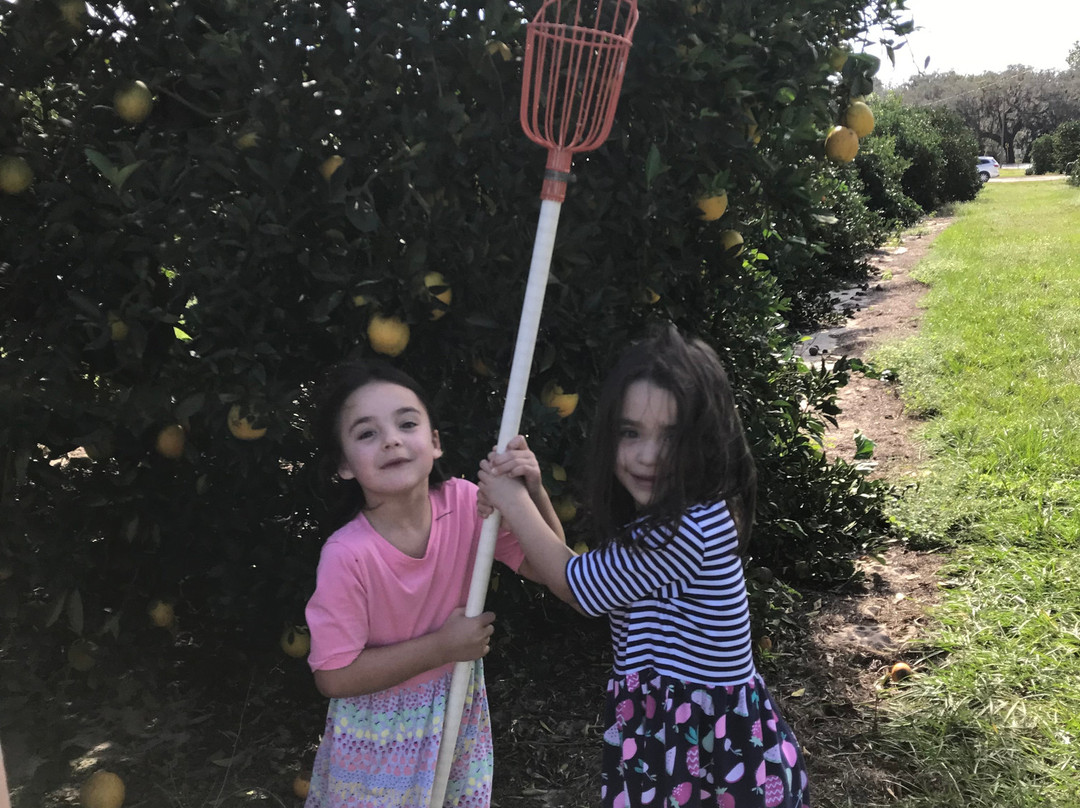 Hancock Groves-Dade City必去景点