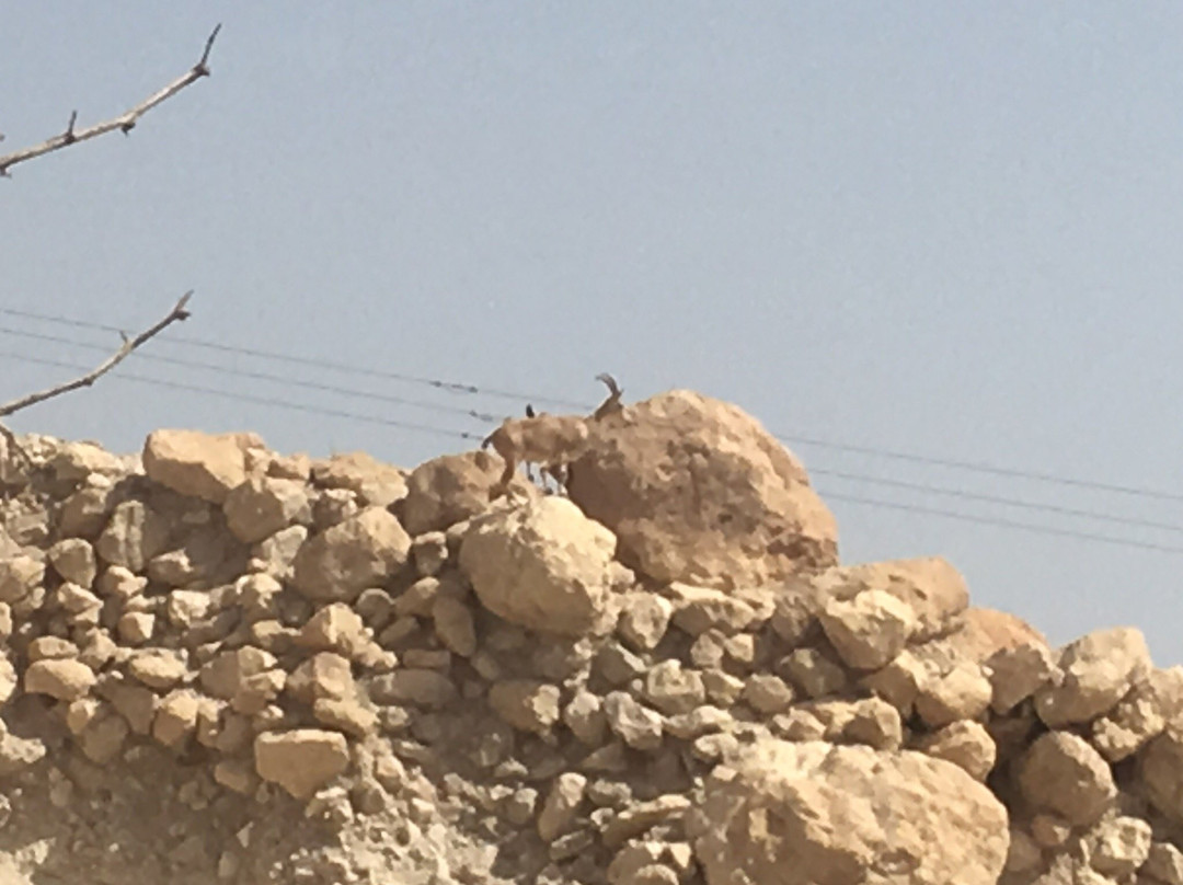 Ein Gedi Eco Park-恩戈地必去景点