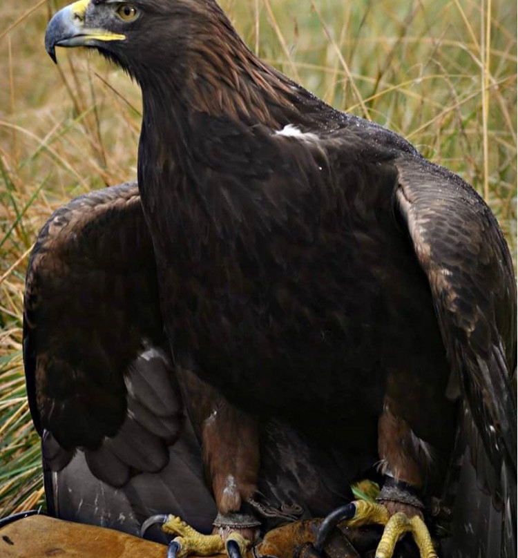 Chris Miller - Falconry Experience Days景点图片