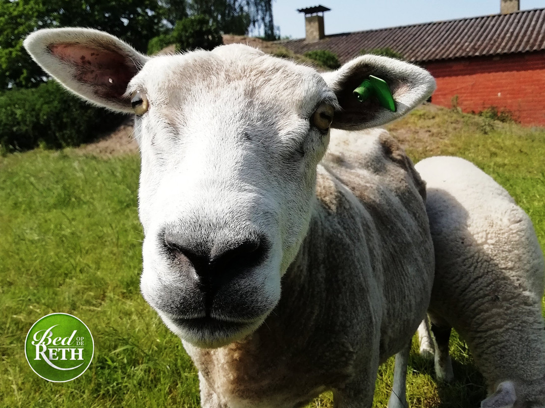 Bed op de Reth主图