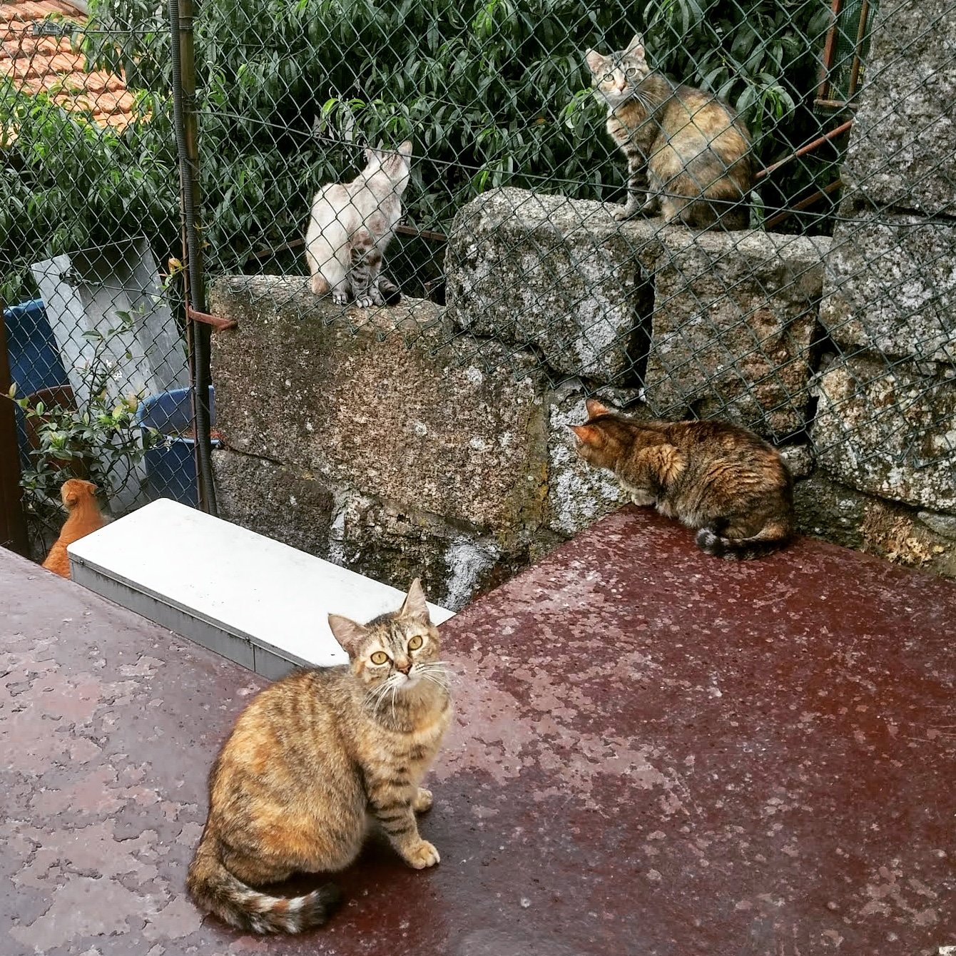 Casa do Juncal-酒店景观